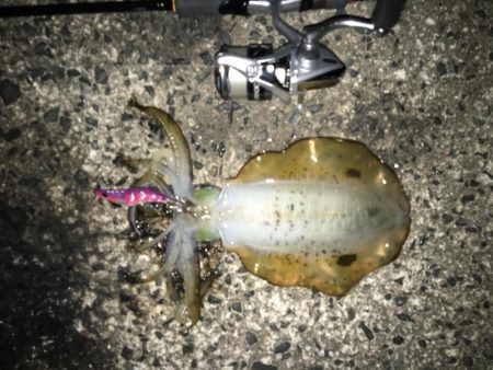 アオリイカ渋い